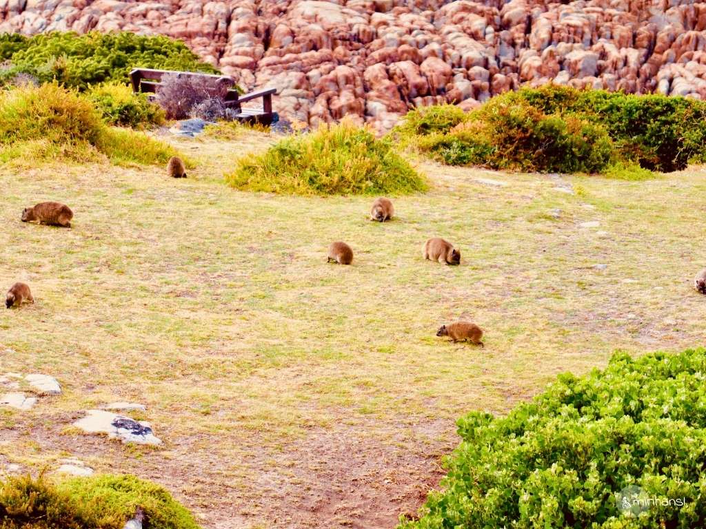 Südafrika - Airbnb Wonderview in Hermanus - Blick aus unserer Unterkunft auf ganz viele Dassies _ Klippschliefer Südafrika - Airbnb Wonderview in Hermanus - Blick aus unserer Unterkunft auf ganz viele Dassies _ Klippschliefer