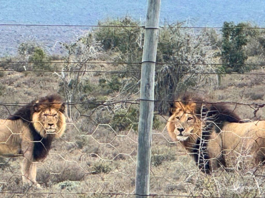 Südafrika - Auf dem Weg zur Buffelsdrift Game Lodge in Oudtshoorn - Löwen direkt am Zaun Südafrika - Auf dem Weg zur Buffelsdrift Game Lodge in Oudtshoorn - Löwen direkt am Zaun