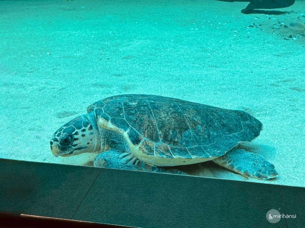 Südafrika - Kapstadt - Aquarium Kapstadt Südafrika - Kapstadt - Aquarium Kapstadt