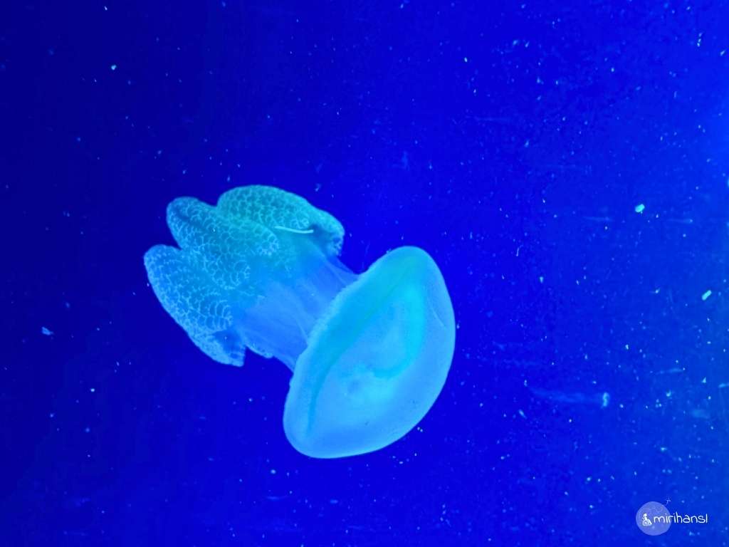 Südafrika - Kapstadt - Aquarium Kapstadt Südafrika - Kapstadt - Aquarium Kapstadt