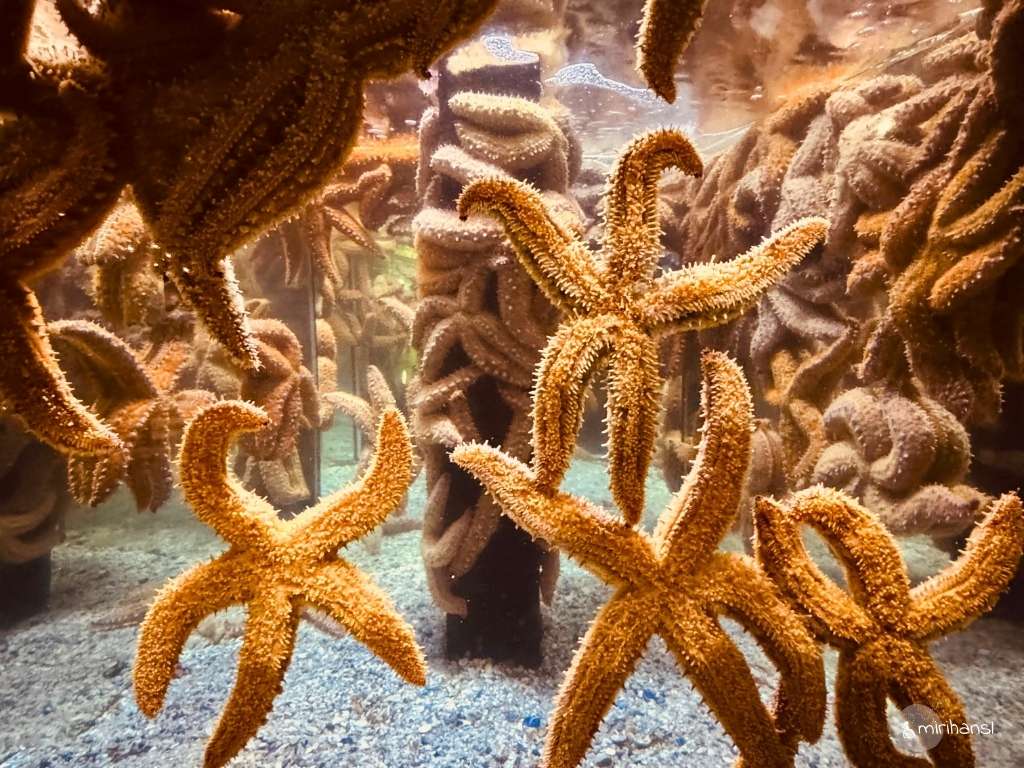 Südafrika - Kapstadt - Aquarium Kapstadt Südafrika - Kapstadt - Aquarium Kapstadt