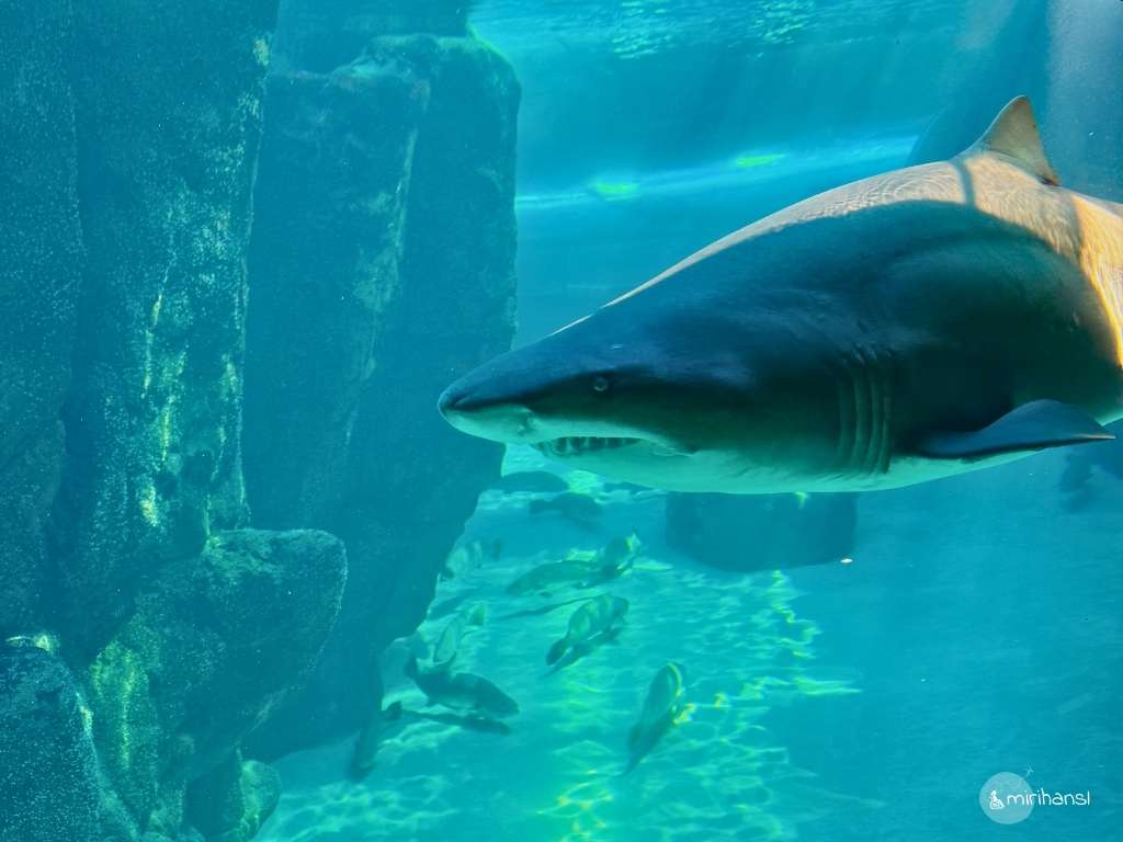 Südafrika - Kapstadt - Aquarium Kapstadt Südafrika - Kapstadt - Aquarium Kapstadt