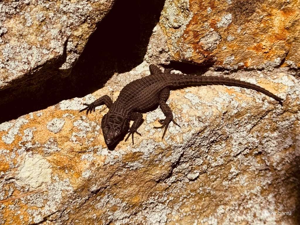 Südafrika - Kapstadt - Gilt das schon als Krokodil_ Kap der guten Hoffnung Südafrika - Kapstadt - Gilt das schon als Krokodil_ Kap der guten Hoffnung