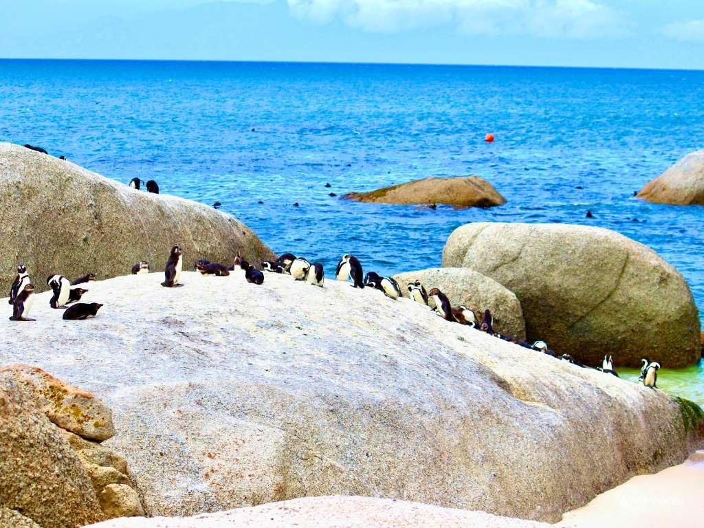 Südafrika - Kapstadt - Hunderte Pinguin am Boulders Beach Südafrika - Kapstadt - Hunderte Pinguin am Boulders Beach