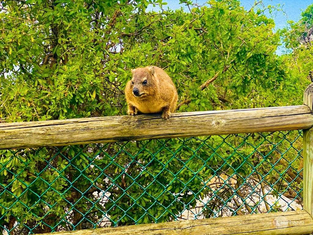 Südafrika - Kapstadt - Klippschliefer _ Dassie am Boulders Beach Südafrika - Kapstadt - Klippschliefer _ Dassie am Boulders Beach