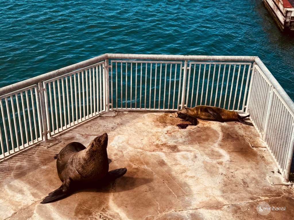 Südafrika - Kapstadt - Robben an der V & A Waterfront Südafrika - Kapstadt - Robben an der V & A Waterfront