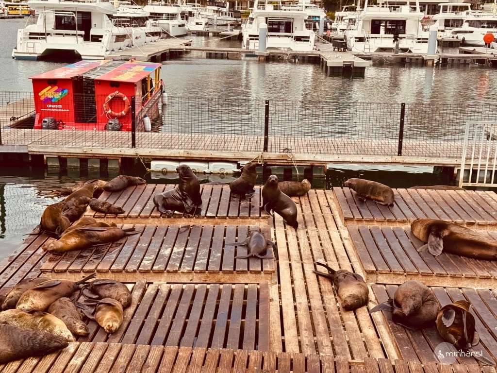 Südafrika - Kapstadt - Robben an der V & A Waterfront Südafrika - Kapstadt - Robben an der V & A Waterfront