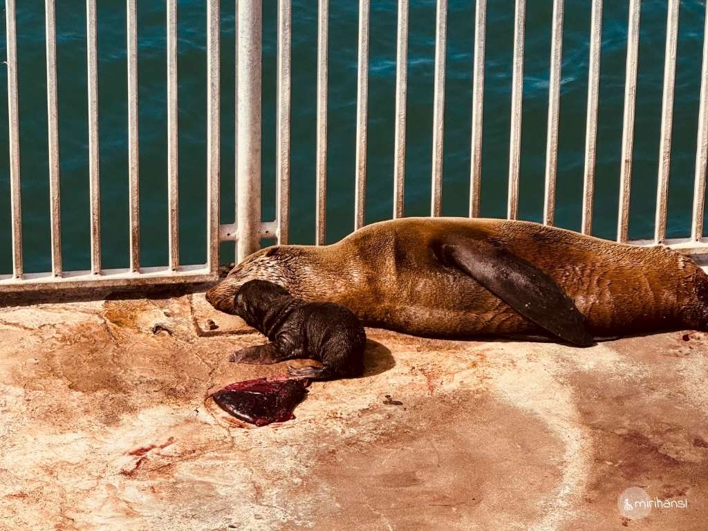 Südafrika - Kapstadt - Robbenbaby an der V & A Waterfront Südafrika - Kapstadt - Robbenbaby an der V & A Waterfront