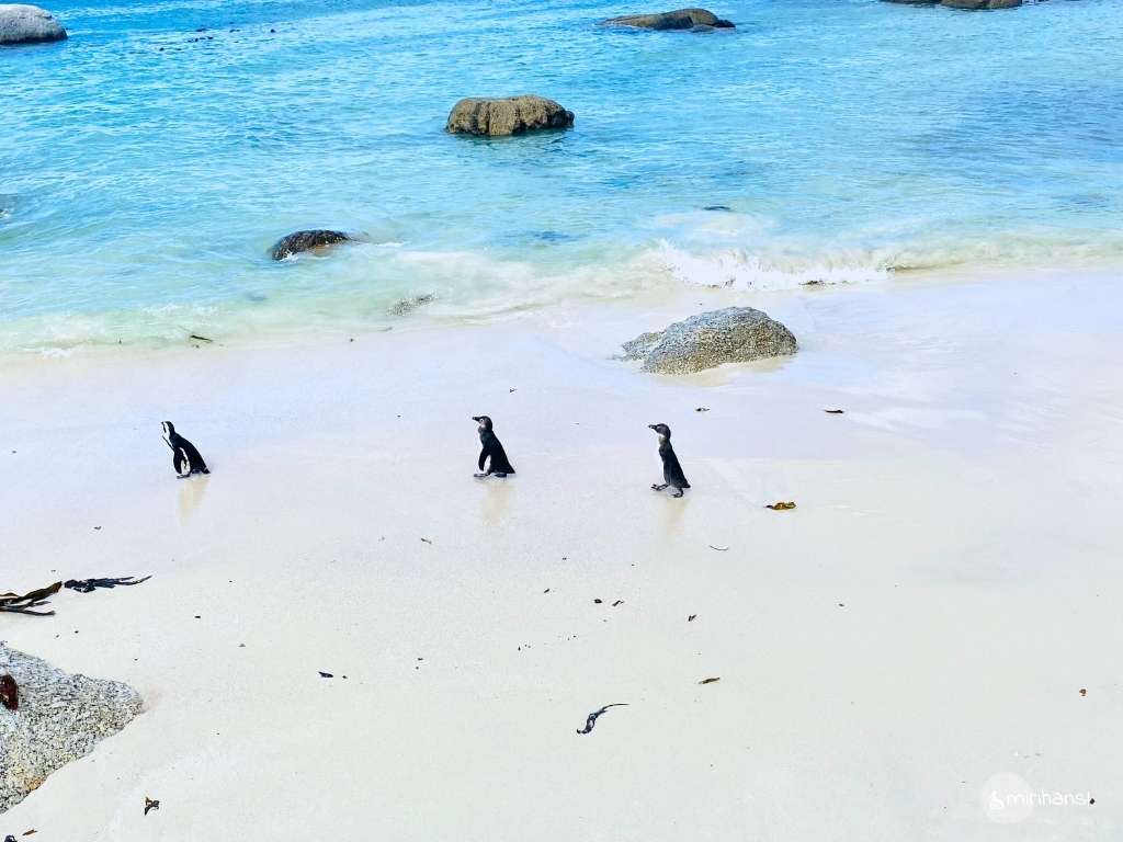 Südafrika - Kapstadt - Süße Pinguine Am weißen Strand am Boulders Beach Südafrika - Kapstadt - Süße Pinguine Am weißen Strand am Boulders Beach