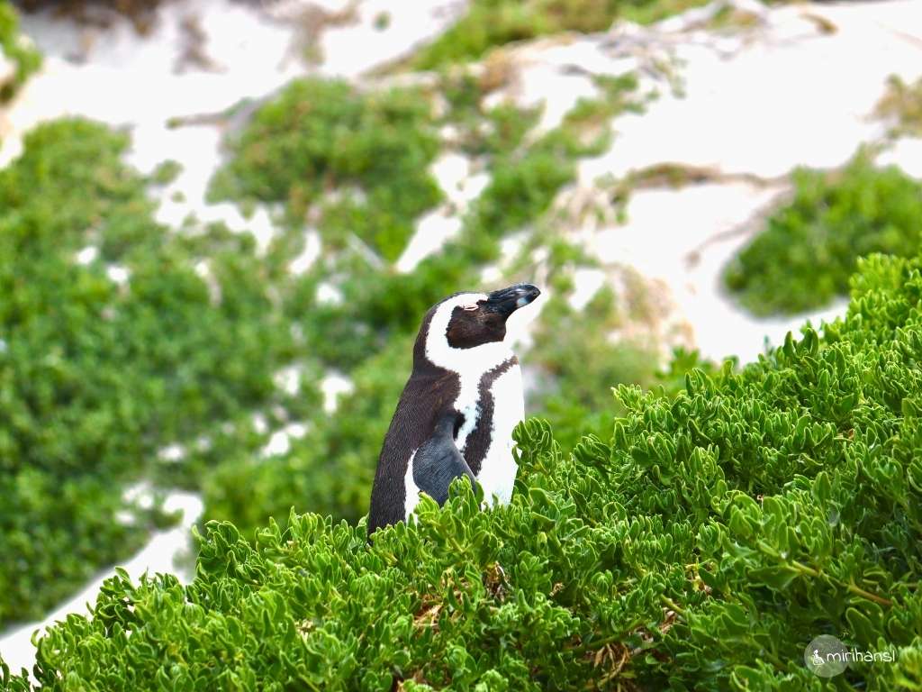 Südafrika - Kapstadt - Süßer Pinguin am Boulders Beach Südafrika - Kapstadt - Süßer Pinguin am Boulders Beach