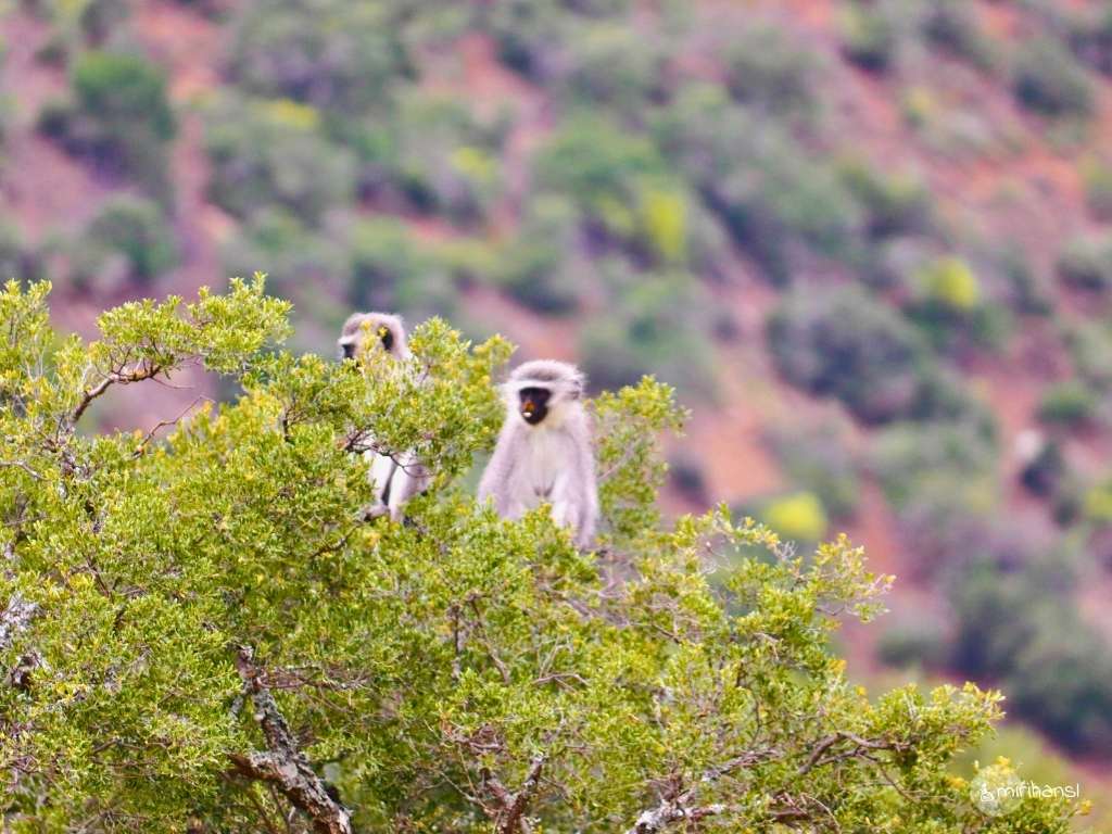 Südafrika - Safari in der Kuzuko Lodge im Addo Elephant Nationalpark - Affen im Baum Südafrika - Safari in der Kuzuko Lodge im Addo Elephant Nationalpark - Affen im Baum