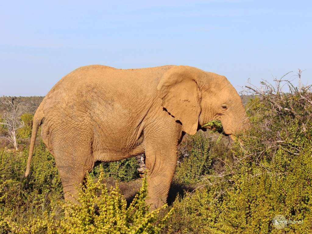 Südafrika - Safari in der Kuzuko Lodge im Addo Elephant Nationalpark - Elefant am fressen Südafrika - Safari in der Kuzuko Lodge im Addo Elephant Nationalpark - Elefant am fressen
