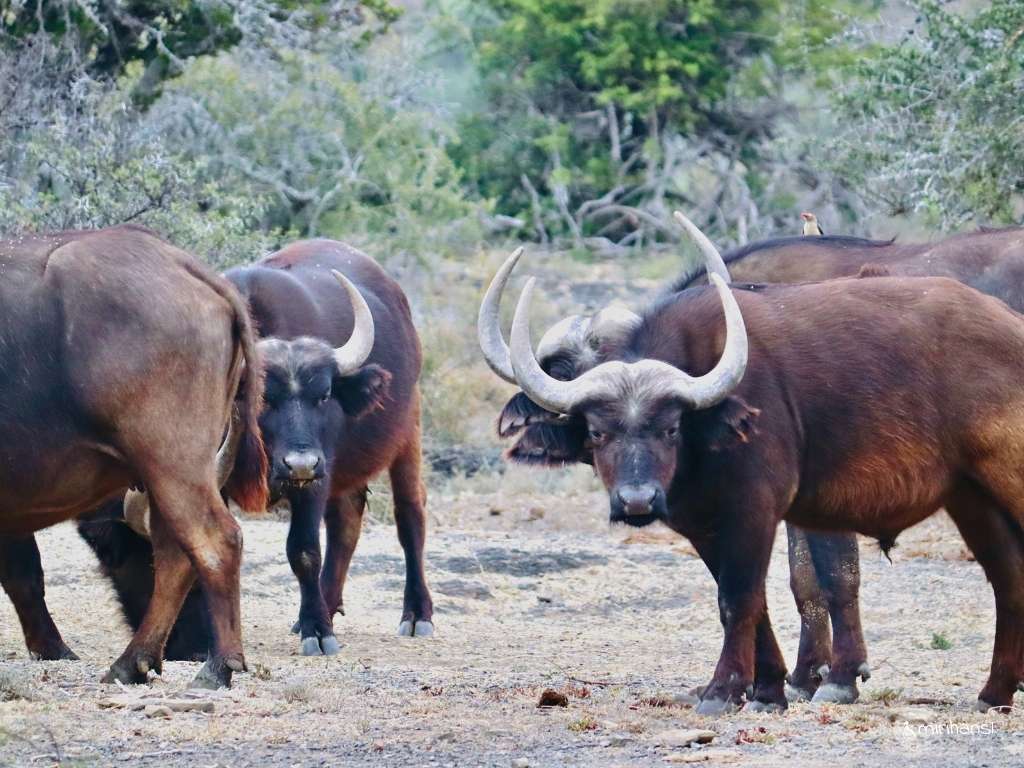 Südafrika - Safari in der Kuzuko Lodge im Addo Elephant Nationalpark - Gefährliche Büffel Herde Südafrika - Safari in der Kuzuko Lodge im Addo Elephant Nationalpark - Gefährliche Büffel Herde