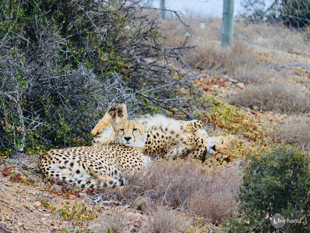 Südafrika - Safari in der Kuzuko Lodge im Addo Elephant Nationalpark - Gepard verhält sich süß Südafrika - Safari in der Kuzuko Lodge im Addo Elephant Nationalpark - Gepard verhält sich süß