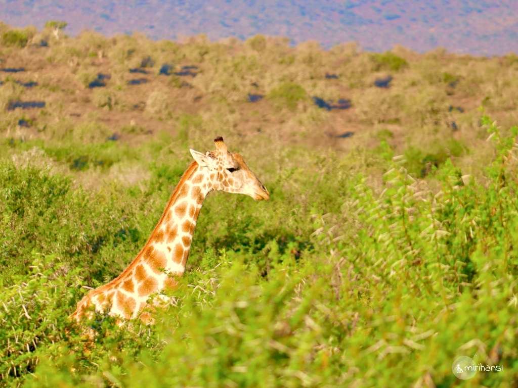 Südafrika - Safari in der Kuzuko Lodge im Addo Elephant Nationalpark - Giraffe im Akazien Wald Südafrika - Safari in der Kuzuko Lodge im Addo Elephant Nationalpark - Giraffe im Akazien Wald
