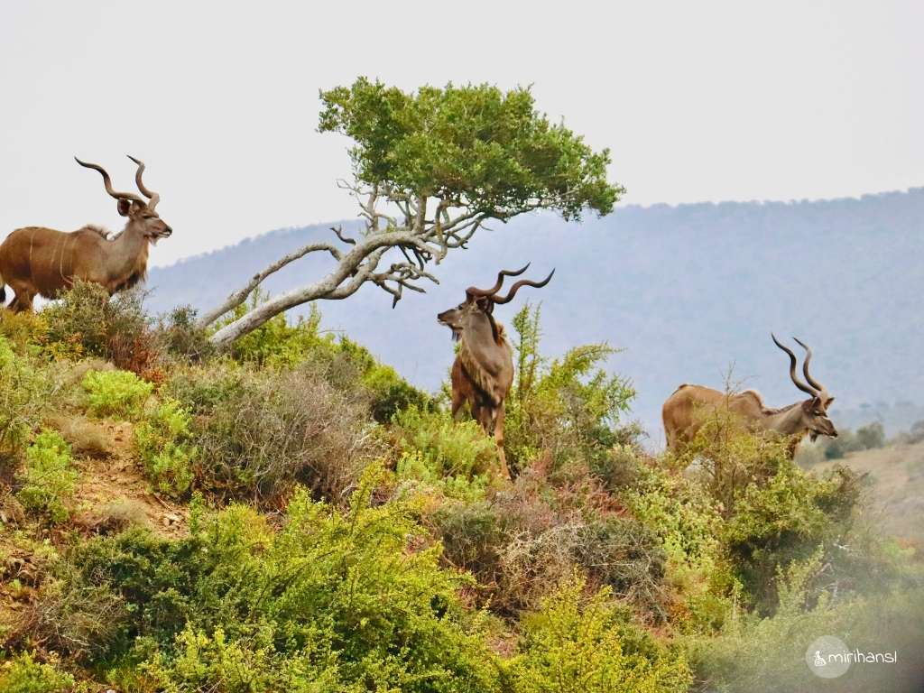 Südafrika - Safari in der Kuzuko Lodge im Addo Elephant Nationalpark - Kudus mit schönen Hörnern Südafrika - Safari in der Kuzuko Lodge im Addo Elephant Nationalpark - Kudus mit schönen Hörnern
