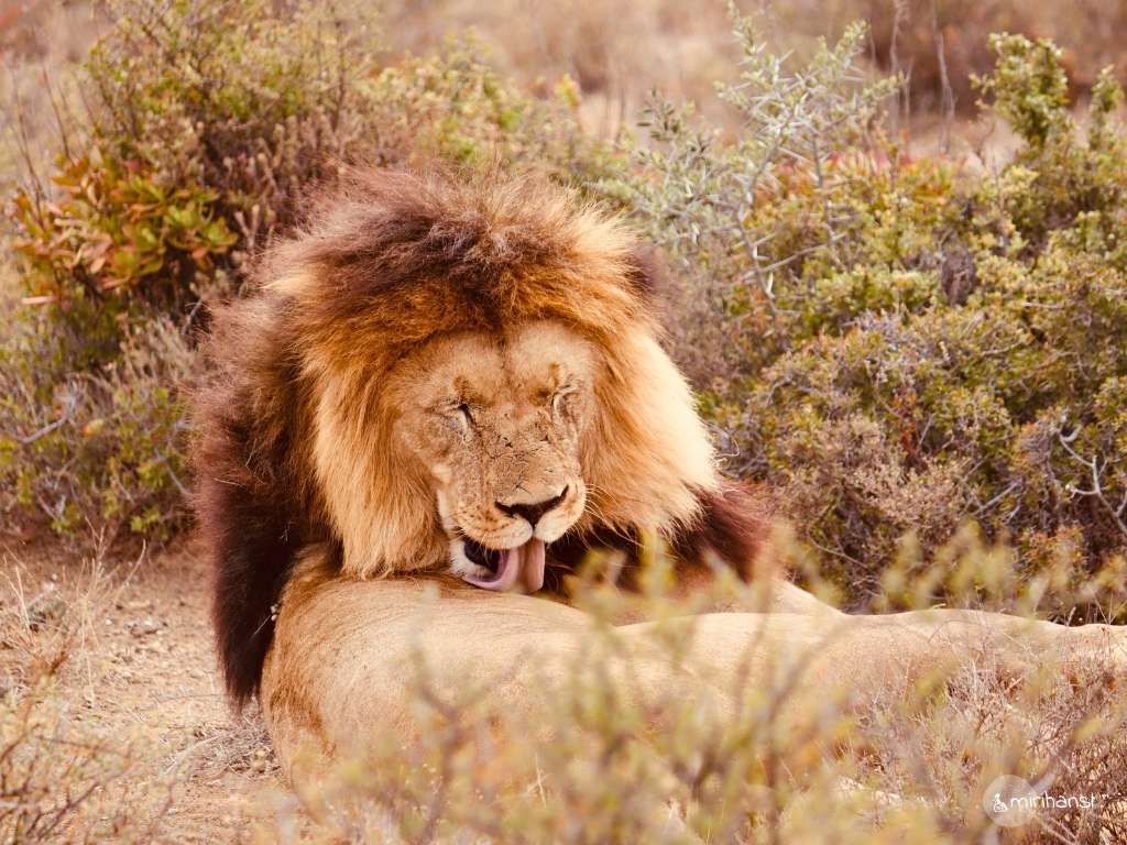 Südafrika - Safari in der Kuzuko Lodge im Addo Elephant Nationalpark - Löwe putzt sich Südafrika - Safari in der Kuzuko Lodge im Addo Elephant Nationalpark - Löwe putzt sich