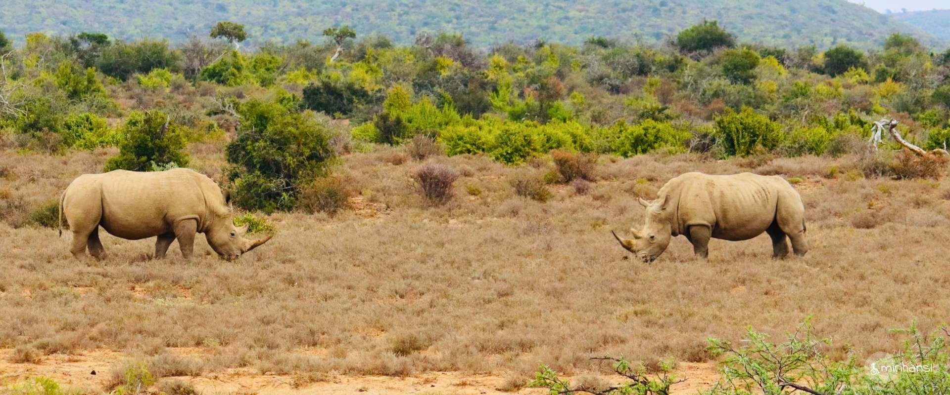 Südafrika - Safari in der Kuzuko Lodge im Addo Elephant Nationalpark - Nashörner kämpfen mit anstarren Panorama Südafrika - Safari in der Kuzuko Lodge im Addo Elephant Nationalpark - Nashörner kämpfen mit anstarren Panorama