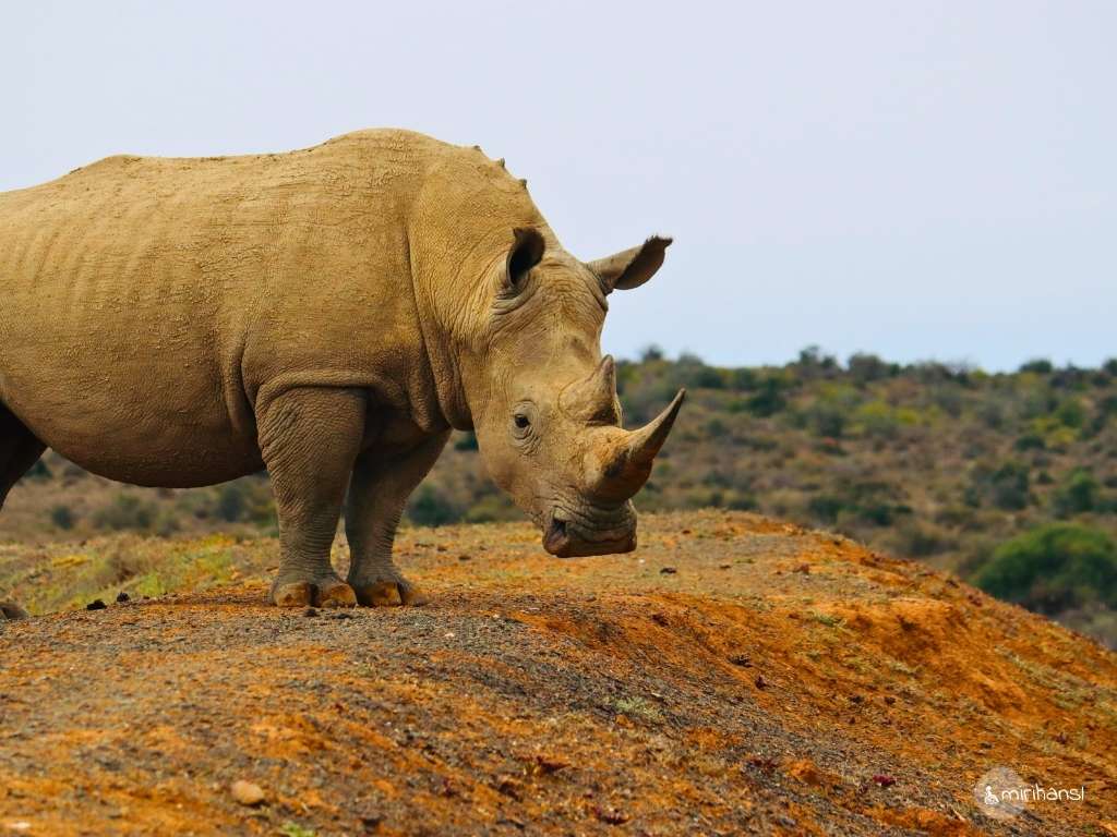 Südafrika - Safari in der Kuzuko Lodge im Addo Elephant Nationalpark - So nah waren wir am Nashorn Südafrika - Safari in der Kuzuko Lodge im Addo Elephant Nationalpark - So nah waren wir am Nashorn