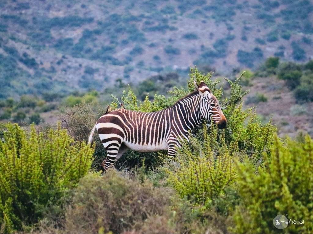 Südafrika - Safari in der Kuzuko Lodge im Addo Elephant Nationalpark - Wunderschönes Zebra Südafrika - Safari in der Kuzuko Lodge im Addo Elephant Nationalpark - Wunderschönes Zebra