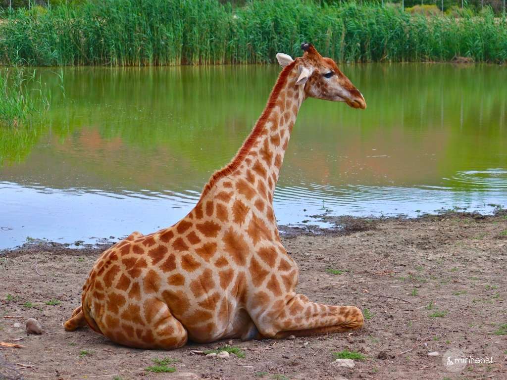 Südafrika - in Oudtshoorn - Babygiraffe beim Giraffen füttern Südafrika - in Oudtshoorn - Babygiraffe beim Giraffen füttern