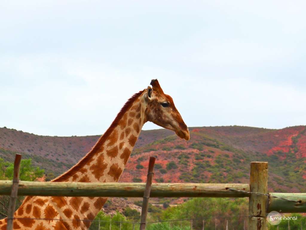 Südafrika - in Oudtshoorn - Giraffe mit wunderschönem Hinterland beim Giraffen füttern Südafrika - in Oudtshoorn - Giraffe mit wunderschönem Hinterland beim Giraffen füttern