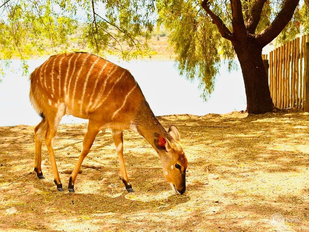 Südafrika - in der Buffelsdrift Game Lodge in Oudtshoorn - Nyalas, Rehe ähnliche Tiere, laufen durch die ganze Anlage Südafrika - in der Buffelsdrift Game Lodge in Oudtshoorn - Nyalas, Rehe ähnliche Tiere, laufen durch die ganze Anlage