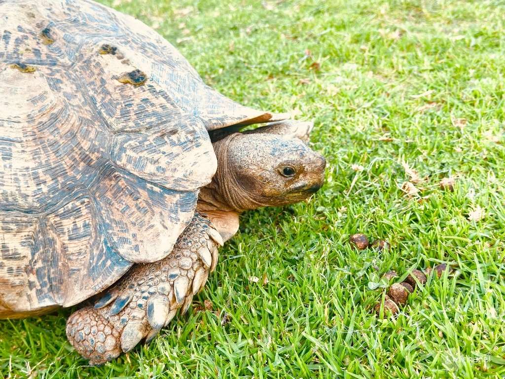 Südafrika - in der Buffelsdrift Game Lodge in Oudtshoorn - Schildkröten laufen hier auch durch die Anlage Südafrika - in der Buffelsdrift Game Lodge in Oudtshoorn - Schildkröten laufen hier auch durch die Anlage
