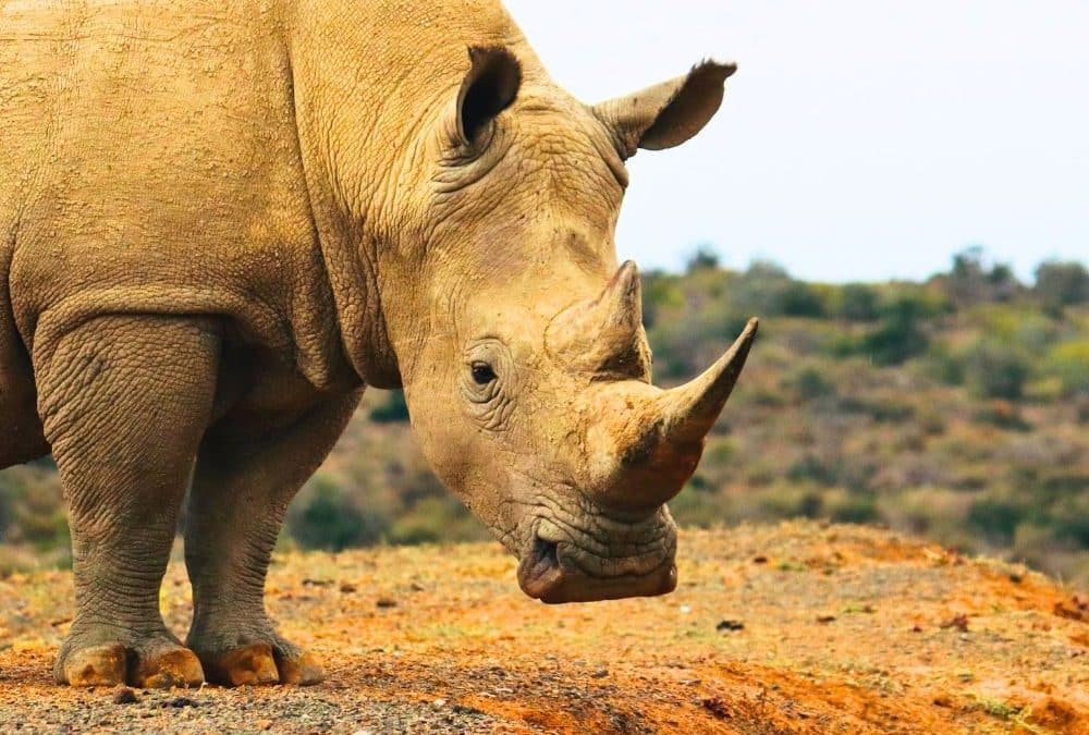 Safari im Rollstuhl