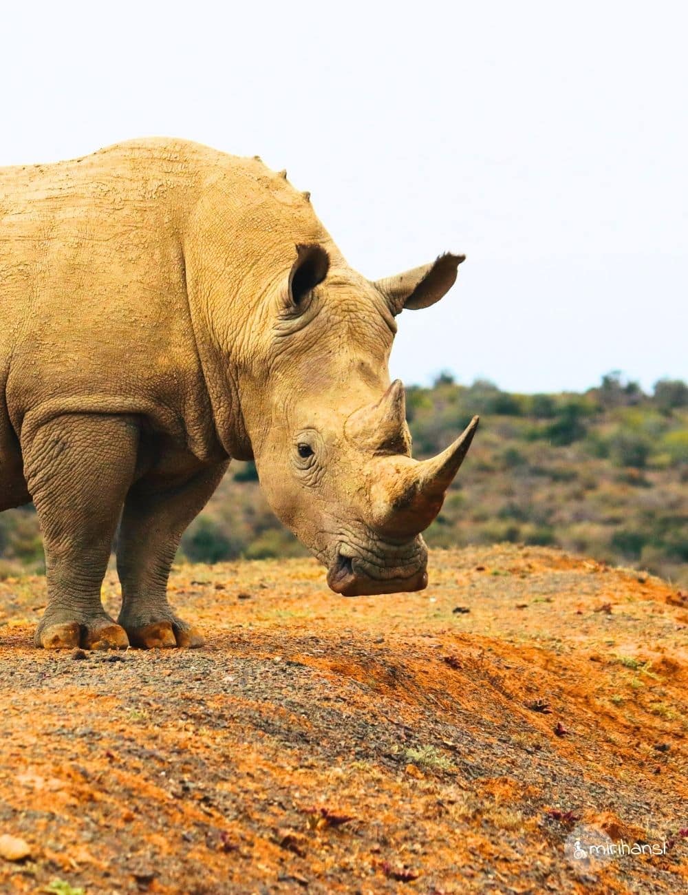 Titelbild Blogbeitrag Safari im Addo